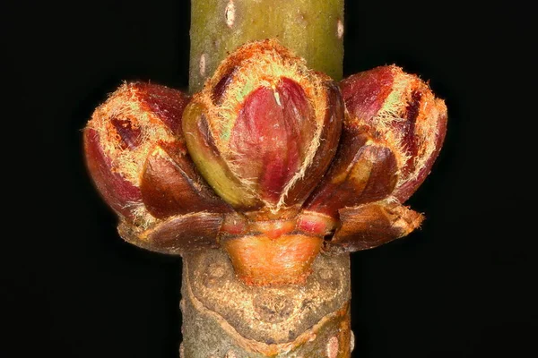 Acero Argentato Acer Saccharinum Fiore Germogli Primo Piano — Foto Stock