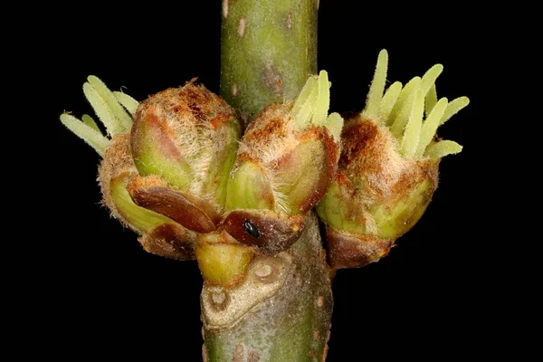 Silberahorn Acer Saccharinum Weibliche Blumen Nahaufnahme — Stockfoto