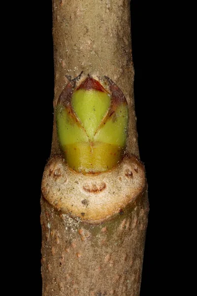 Sycamore Maple Acer Pseudoplatanus Zbliżenie Pączka Bocznego — Zdjęcie stockowe
