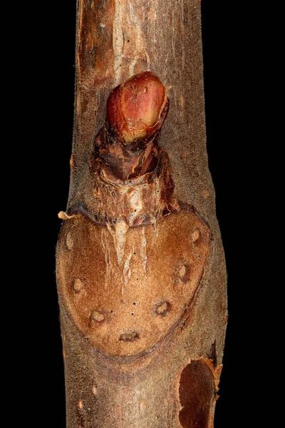 At-Kestane (Aesculus hipocastanum). Ek Bud Yakın Çekimi