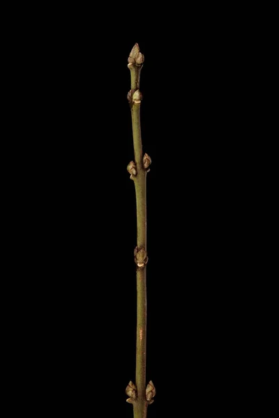 Spindel Euonymus Europaeus Overwinteren Twig Closeup — Stockfoto