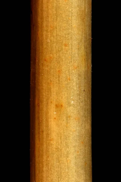 Perfoliate Geißblatt Lonicera Caprifolium Detailaufnahme Wintering Twig Detail — Stockfoto