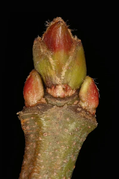 Gümüş Akçaağaç (Acer saccharinum). Uçbirim ve Yan Tomurcuklar Kapanış