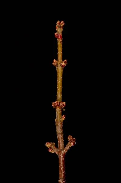 Zilveren Esdoorn Acer Saccharinum Schiet Bearing Flower Buds Neer Sluitingsdatum — Stockfoto