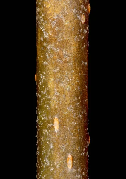 Alder Alnus Glutinosa Κλείσιμο Περιέλιξης Λεπτομερειών Περιέλιξης — Φωτογραφία Αρχείου