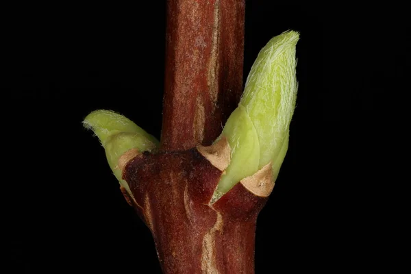 Falsa Arancione Liguphus Coronarius Foglie Che Sfondano Membrana Della Cicatrice — Foto Stock