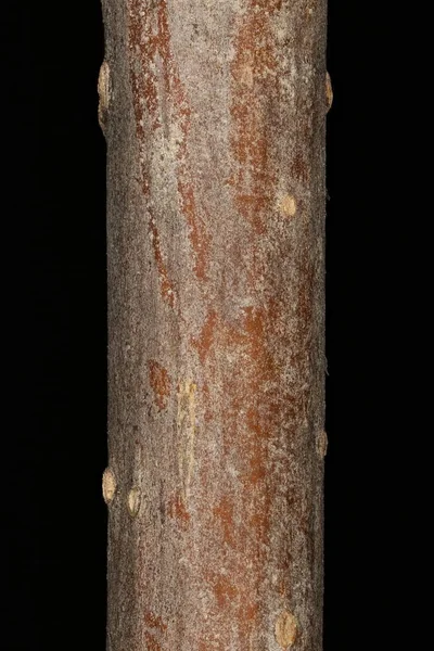 Cinzas Comuns Fraxinus Excelsior Detalhe Galho Closeup — Fotografia de Stock