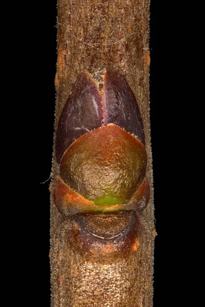 Vild Privet Ligustrum Vulgare Lateral Bud Closeup — Stockfoto