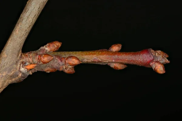 Kiraz Eriği Prunus Cerasifera Yan Çekim Yakın Plan — Stok fotoğraf