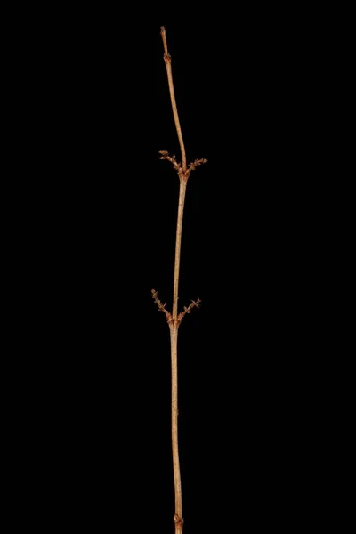 Snowberry Symphoricarpos Albus Wintering Twig Closeup — Fotografia de Stock