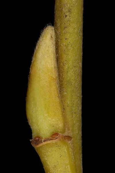 Weißweiden Salix Alba Seitliche Knospen Nahaufnahme — Stockfoto