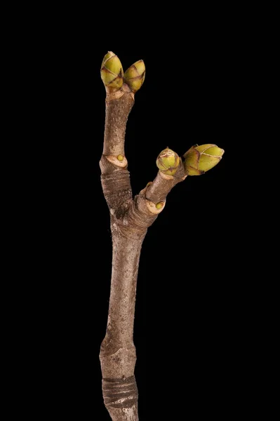 Sycamore Maple Acer Pseudoplatanus Zimująca Gałązka Zbliżenie — Zdjęcie stockowe