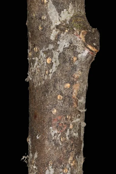 Common Oak Quercus Robur Kış Dalı Ayrıntısı Kapanışı — Stok fotoğraf
