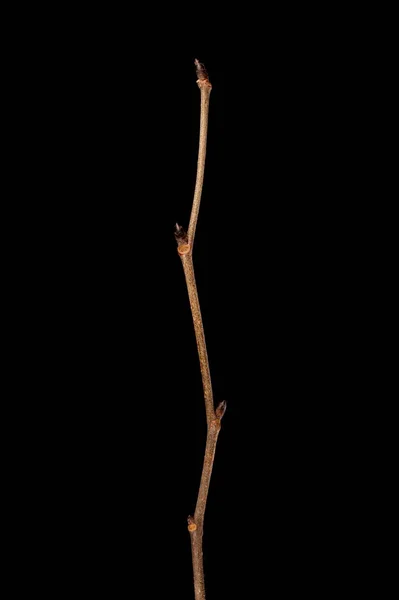 Wych Elm Ulmus Glabra Wintering Twig Closeup — Fotografia de Stock