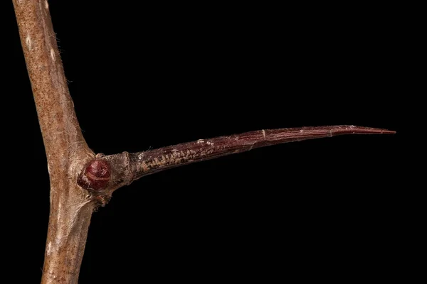 Hawthorn Środkowy Crataegus Laevigata Zbliżenie Kręgosłupa — Zdjęcie stockowe