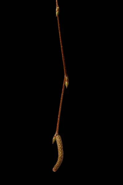 Silverbjörk Betula Pendula Övervintring Twig Närbild — Stockfoto