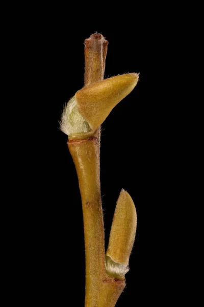 Salgueiro Branco Salix Alba Abertura Folha Buds Closeup — Fotografia de Stock