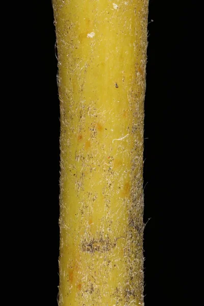 Λευκή Ιτιά Salix Alba Εφηβικό Χειμώνα Λεπτομέρεια Twig Closeup — Φωτογραφία Αρχείου