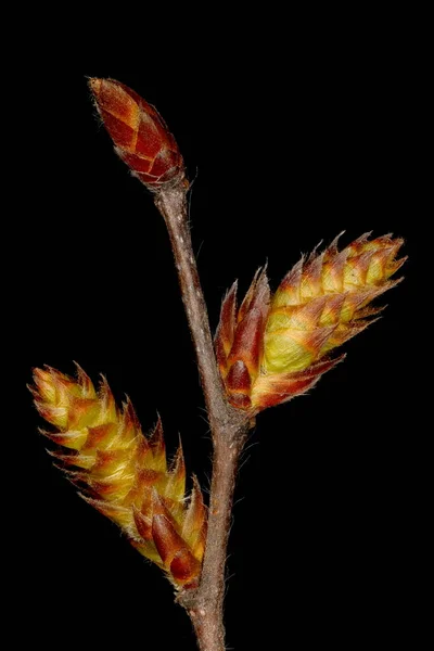 Hornbeam Carpinus Betulus Cierre Brotes Terminales Laterales — Foto de Stock