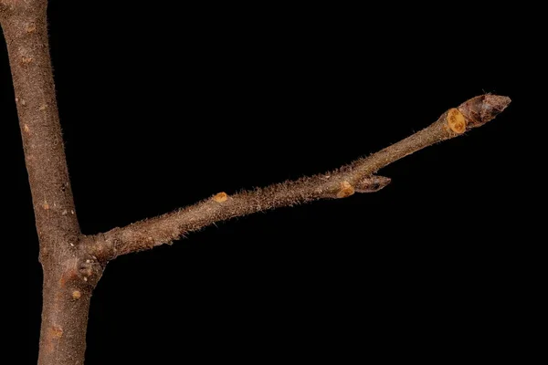 Wych Elm Ulmus Glabra Overwinteren Lateral Shoot Close — Stockfoto