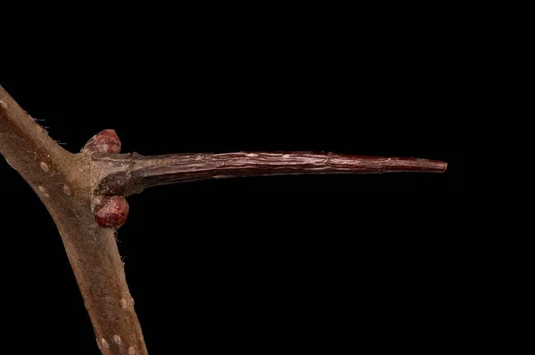 Midden Meidoorn Crataegus Laevigata Spine Closeup — Stockfoto