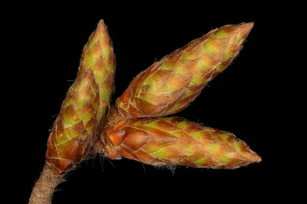Горнбек Carpinus Betulus Закриття Цибулин — стокове фото