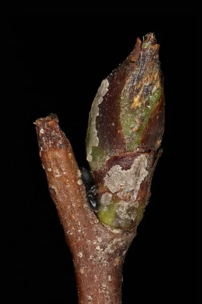 Серебряная Береза Betula Pendula Псевдотерминал Bud Closeup — стоковое фото