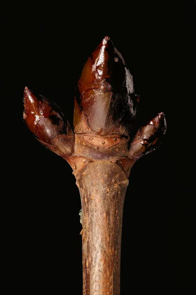 Hästkastanj Aesculus Hippocastanum Terminal Och Sidospår Närbild — Stockfoto