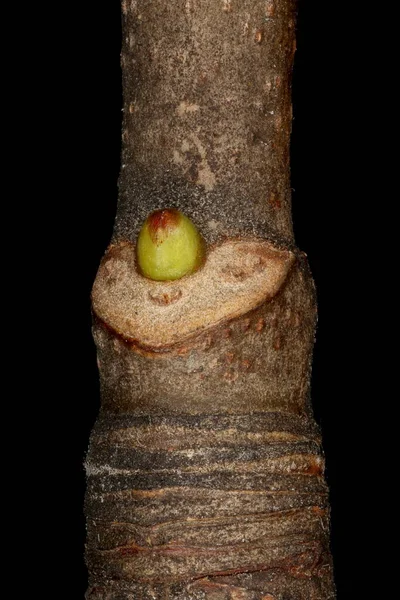 Sycamore Maple Acer Pseudoplatanus Πλευρική Bud Closeup — Φωτογραφία Αρχείου