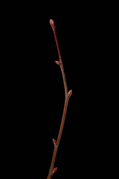 大葉石灰 Tilia Platyphyllos 冬のTwig Closeup — ストック写真