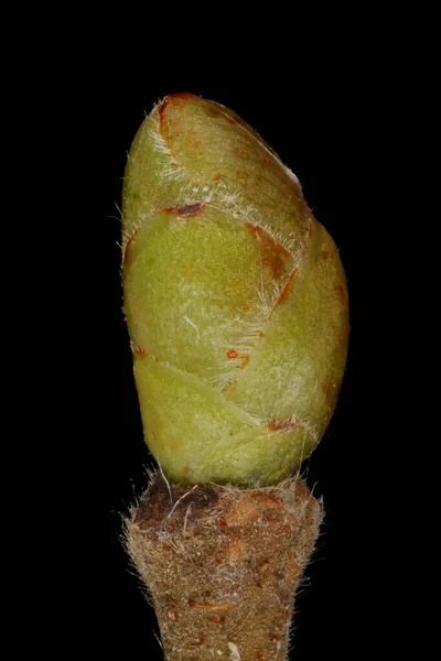 Hazel Corylus Avellana Terminal Bud Primer Plano —  Fotos de Stock