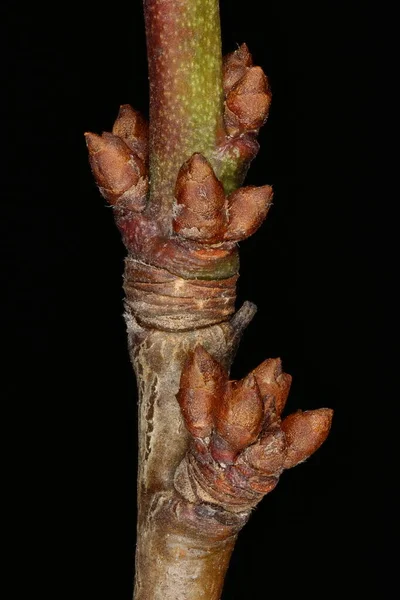 Kiraz eriği (Prunus cerasifera). Brachyblasts Yakın Çekim