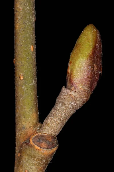 Alder Alnus Glutinosa Συρραφή Πλευρικών Bud Closeup — Φωτογραφία Αρχείου