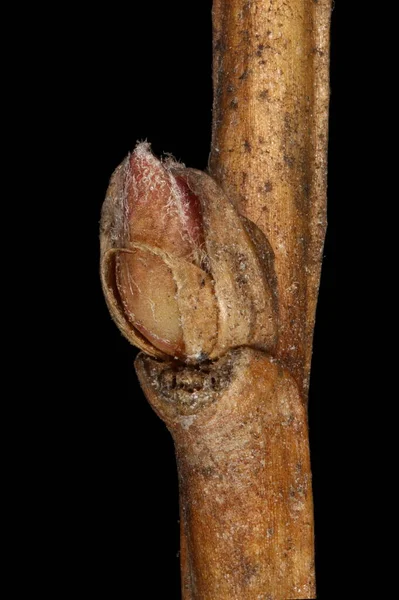 Orosz Spiraea Spiraea Média Oldalirányú Bud Closeup — Stock Fotó