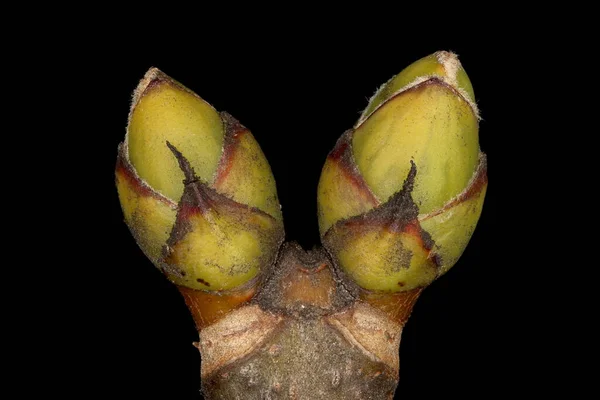 Sycamore Maple Acer Pseudoplatanus Κλείσιμο Παραθύρων — Φωτογραφία Αρχείου