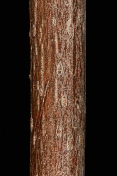 Ασημένιο Σφενδάμι Acer Saccharinum Κλείσιμο Λεπτομερειών Πυροβολισμού Λουλουδιών — Φωτογραφία Αρχείου