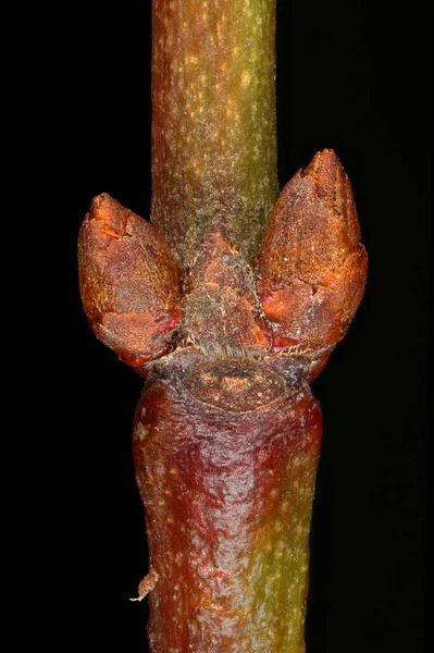 Körsbärsplommon Prunus Cerasifera Laterala Knoppar Närbild — Stockfoto