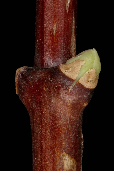 Alaycı Turuncu (the Mock-Orange). Yaprak Yarası Membrane 'den Kırılan Yapraklar