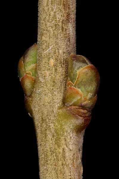 Wild Privet Ligustrum Vulgare Botões Laterais Closeup — Fotografia de Stock