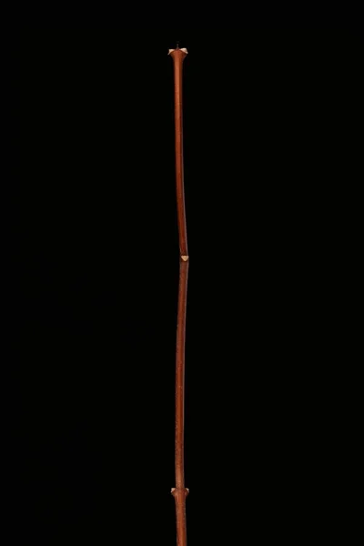Mock Orange Philadelphus Coronarius Overwinteren Twig Closeup — Stockfoto