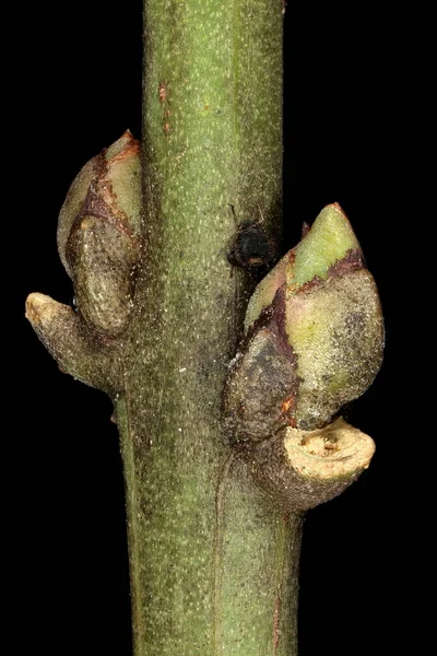 Vřeteno Euonymus Europaeus Uzavření Postranních Poupat — Stock fotografie