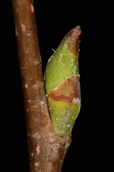 Silberbirke Betula Pendula Seitliche Knospen Nahaufnahme — Stockfoto