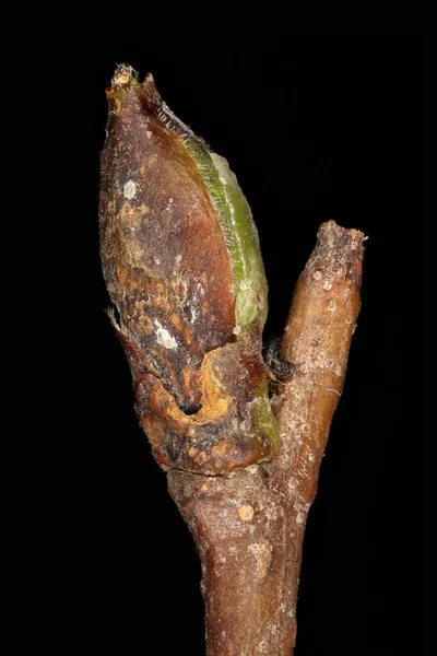 Silberbirke Betula Pendula Pseudoterminal Bud Nahaufnahme — Stockfoto