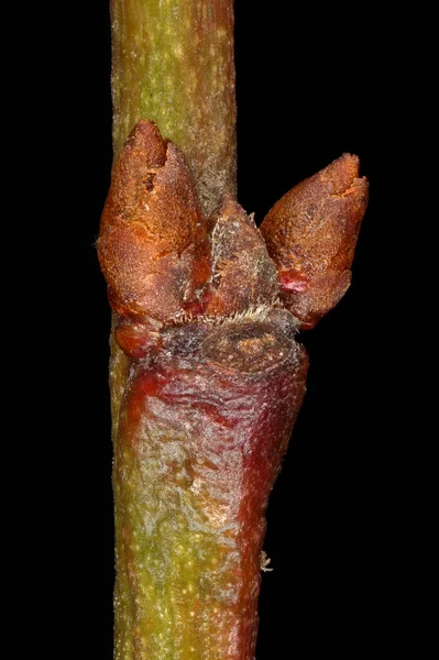 Черешневая Слива Prunus Cerfellera Боковые Почки Крупным Планом — стоковое фото