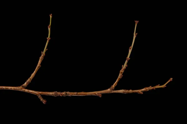 Kers Pruim Prunus Cerasifera Overwinteren Twig Closeup — Stockfoto