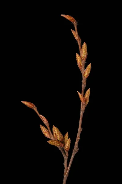 Hornbeam Carpinus Betulus Primeros Planos Ramita Invernal — Foto de Stock