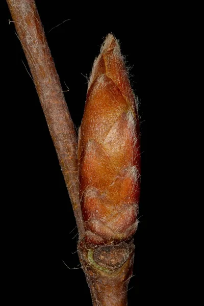 Hornbeam Carpinus Betulus Oldalirányú Bud Closeup — Stock Fotó