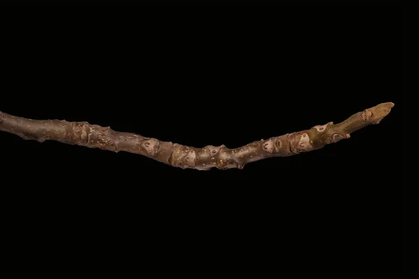 Manchurian Walnut Juglans Mandshurica Overwinteren Twig Closeup — Stockfoto