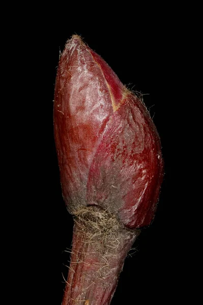 Ασβέστης Tilia Platyphyllos Κλείσιμο Τερματικού Bud — Φωτογραφία Αρχείου