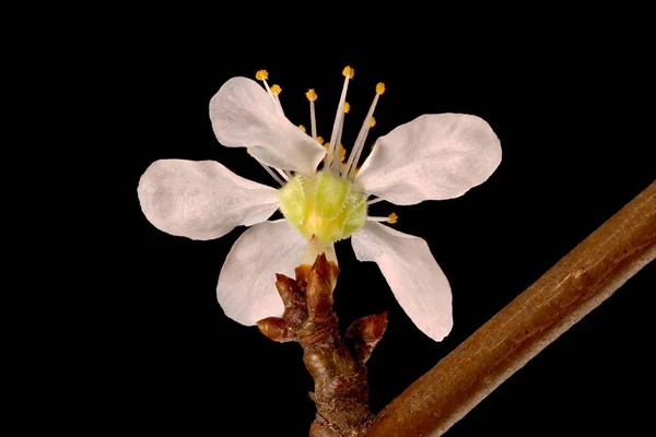 Черешневая Слива Prunus Cerfellera Цветочный Букет — стоковое фото